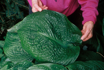 hosta_Jurrasic_Park_Wisconsin_USA.jpg